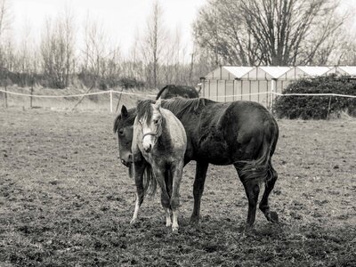 Animal cavalry fauna