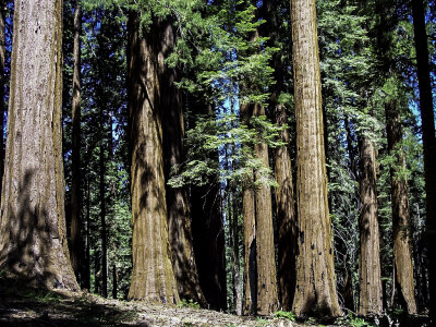 Sequoia Tree Forest at Sequoia National Park, California photo