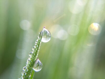 Depth dew droplet photo