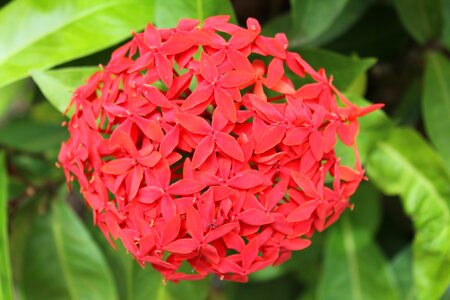 Tropics nature flower