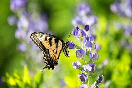 Animal bee blossom photo