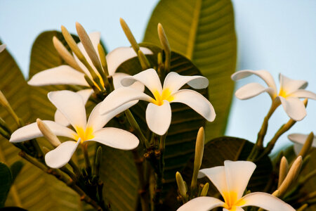 White Flowers
