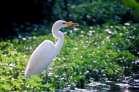 Bird crops egret