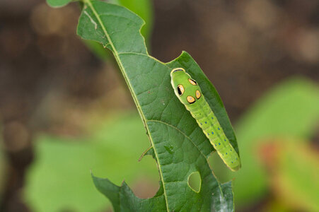 Spicebush swallowtail larvae-1 photo