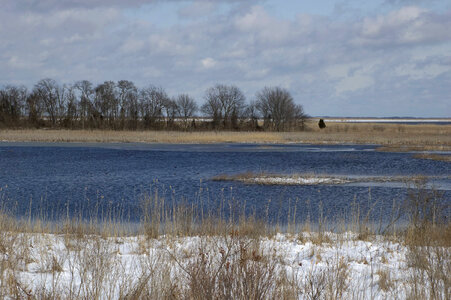 Snowy coast and marsh grasses photo