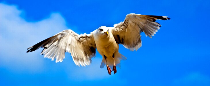 Beach sky bird