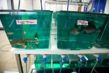Fish holding tanks at White Sulphur Springs National Fish Hatchery-1 photo