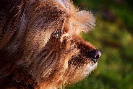 Animal beautiful photo brown
