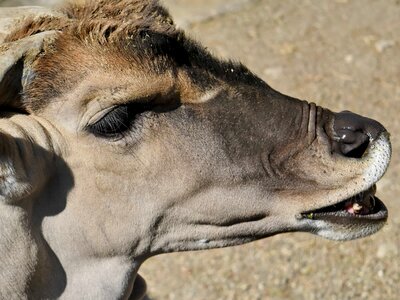 Antelope head portrait photo