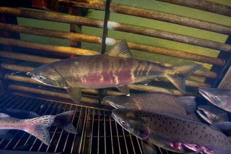 Salmon migrating through weir-1 photo
