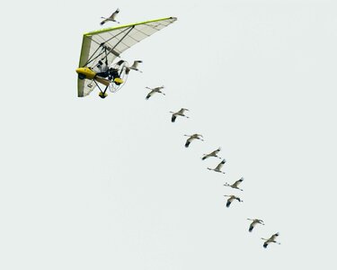 Flyover migration operation photo