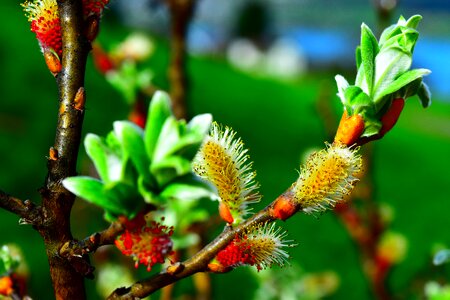 Willow catkin salix blossom