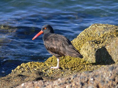 Black Haematopus bachmani overlooking