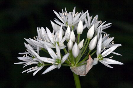 Forest spring white