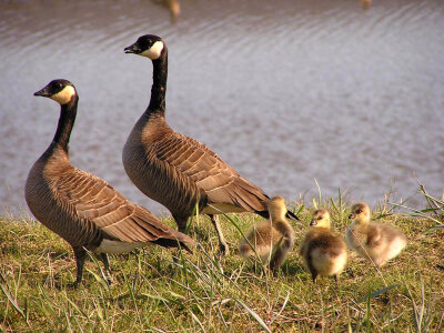 Cackling Canada goose brood photo