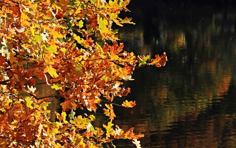 Autumn autumn season ecology