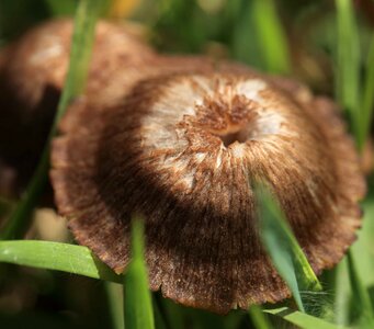 Biology brown daylight