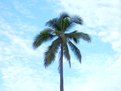 Palm tree paradise clouds photo