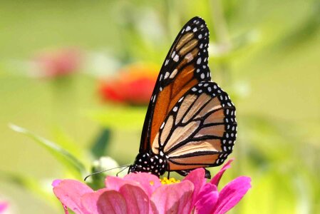 Blossoming bug butterfly photo