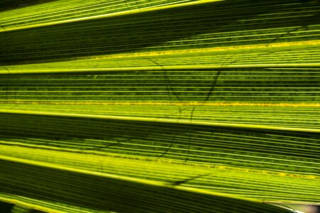 Leaves exotic tree photo