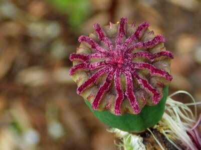 Klatschmohn capsule faded capsule