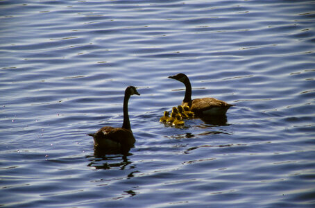 Canada Geese with Chicks-2