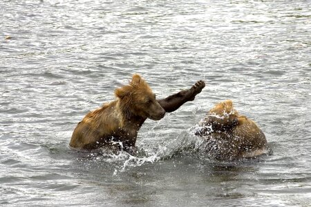 Bear brown brown bear
