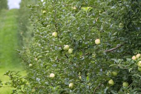 Men Picking Apples In Organic Orchard