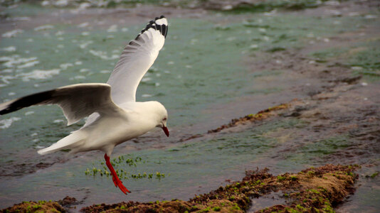 seagull flies near the water's edge photo
