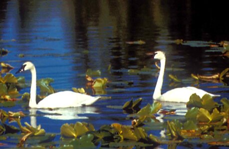 Bathe couple female