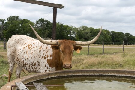 Water trough beef photo