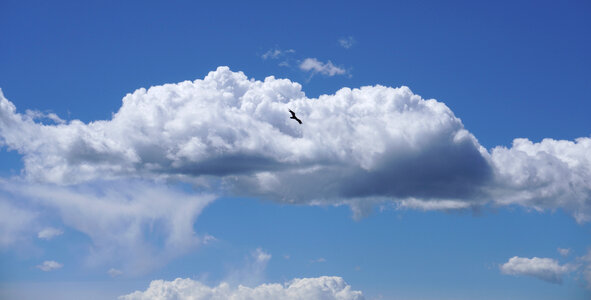 Clouds Bird Flying photo