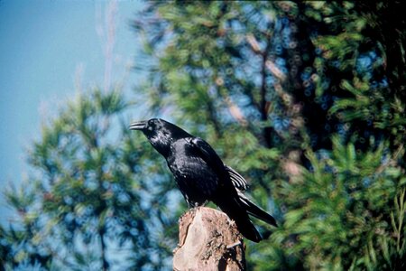 Bird crow 