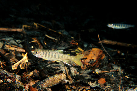 Juvenile coho salmon