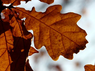 Sessile oak quercus petraea winter oak photo