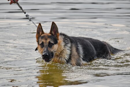 German pedigree shepherd dog photo