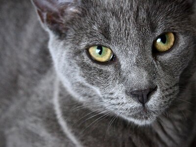 Portrait of Elegant Grey Cat photo