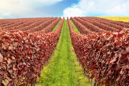 Nature winegrowing wine photo