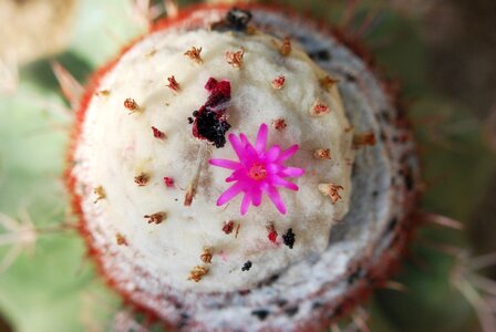 Pink blossoms desert