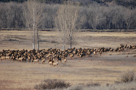 Rocky Mountain elk herd in a field of Winter Cottonwoods-1 photo