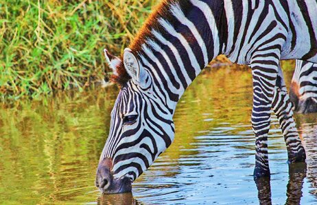 Safari nature serengeti wild photo