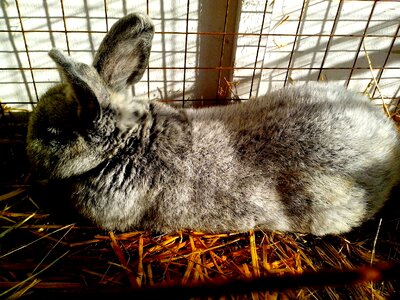 Bunny domestic lying