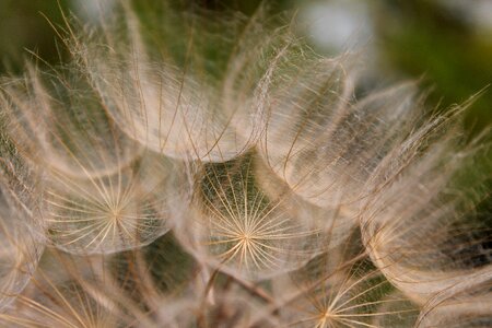 Summer plant faded