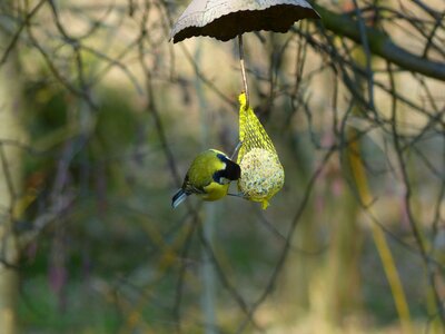 Passeri songbird bird photo