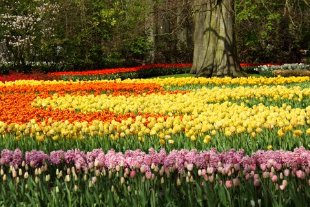 Colorful field flora