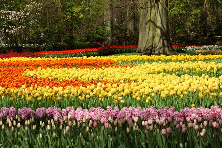 Colorful field flora photo