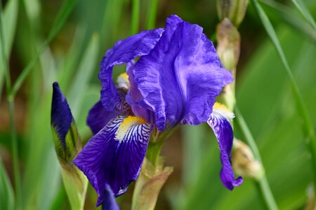 Horticulture nature iris photo