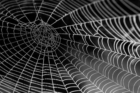 Insect case spider