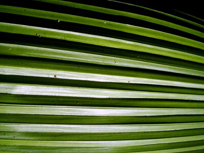 Close-Up leaf 