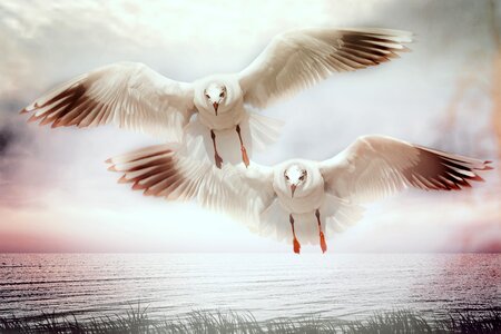 Two Seagulls flying photo
